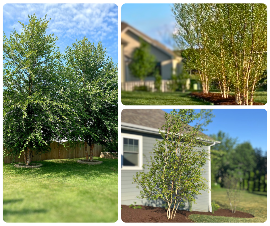 Collage of Birch Trees providing privacy